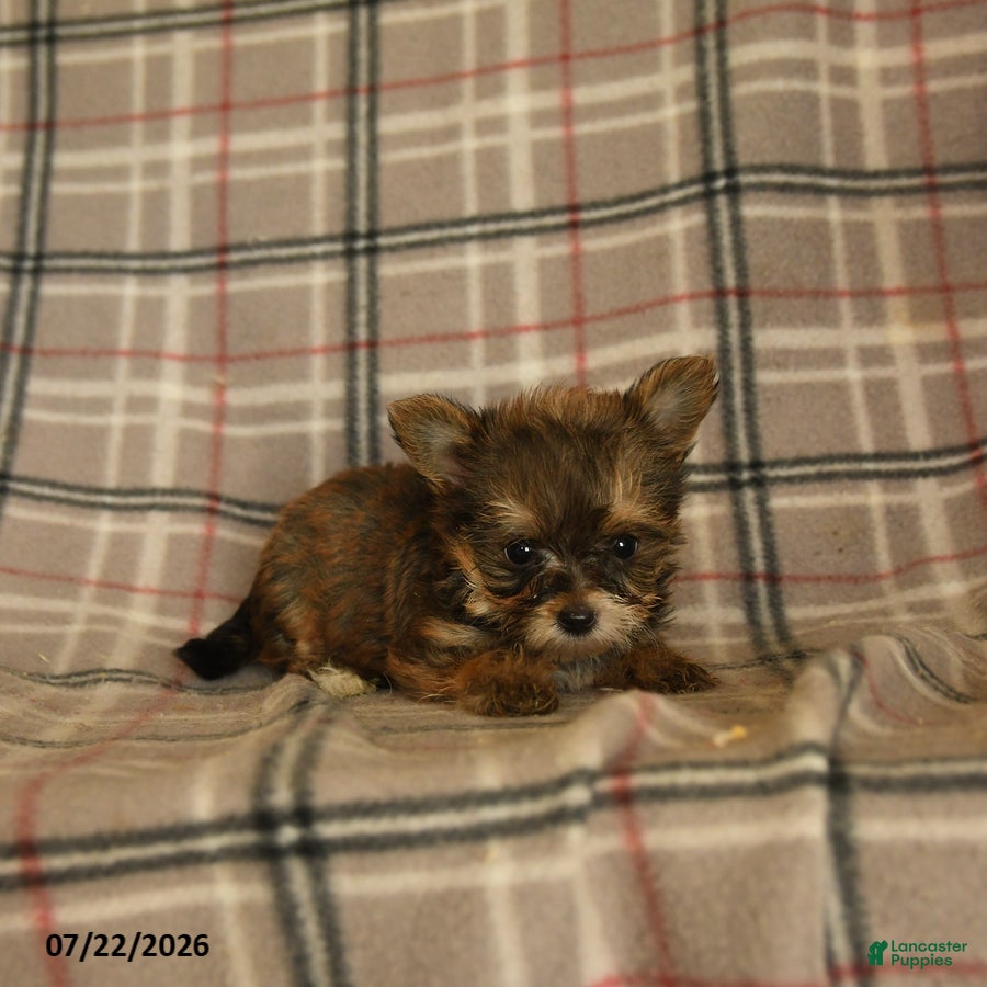 Morkie dogs Zaire - Ad 2