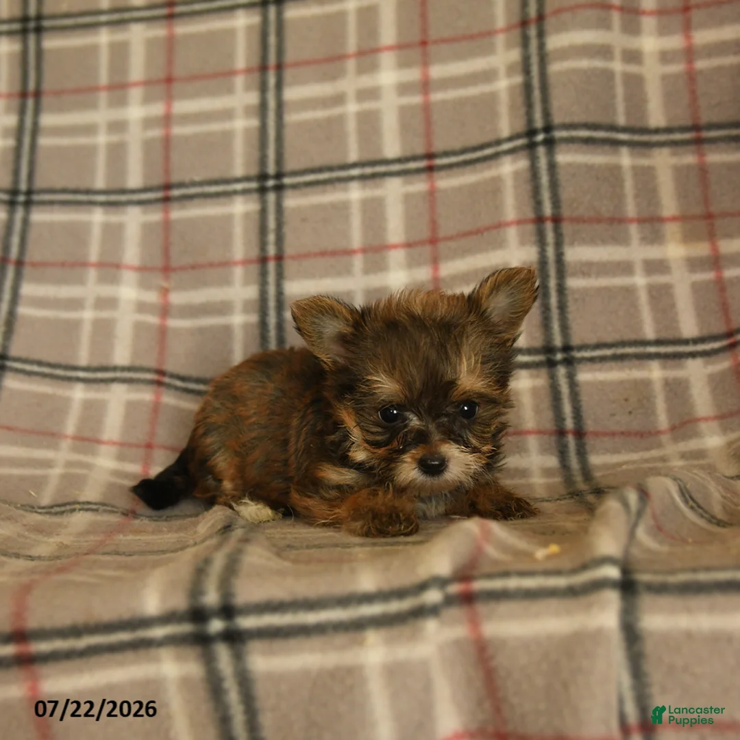 Morkie dogs for sale: Zaire - Ad 2