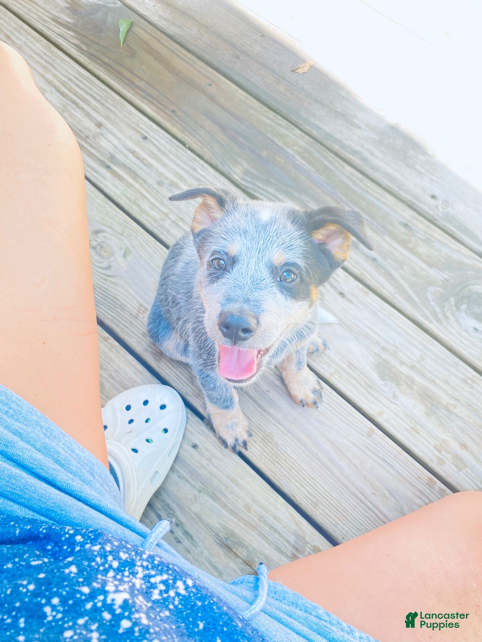 Australian Cattle Dog dogs Penny - Ad 2