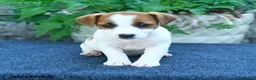 Jack Russell Terrier dogs for sale: Jasmine - Ad 4