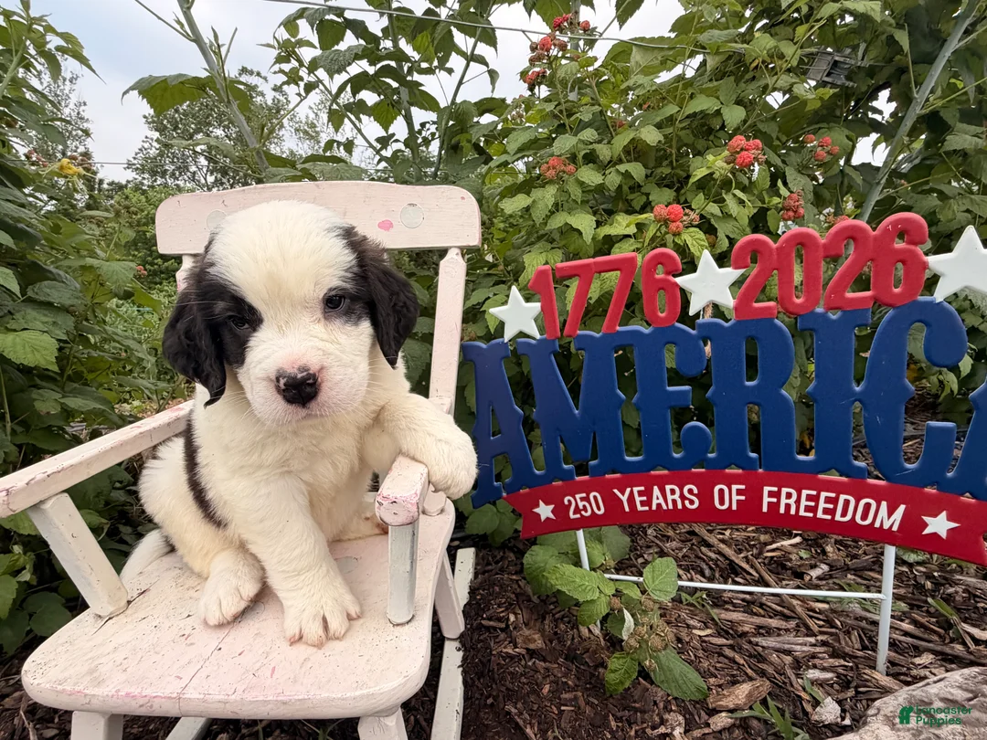 Saint Bernard dogs for sale: Babbles - Ad 1