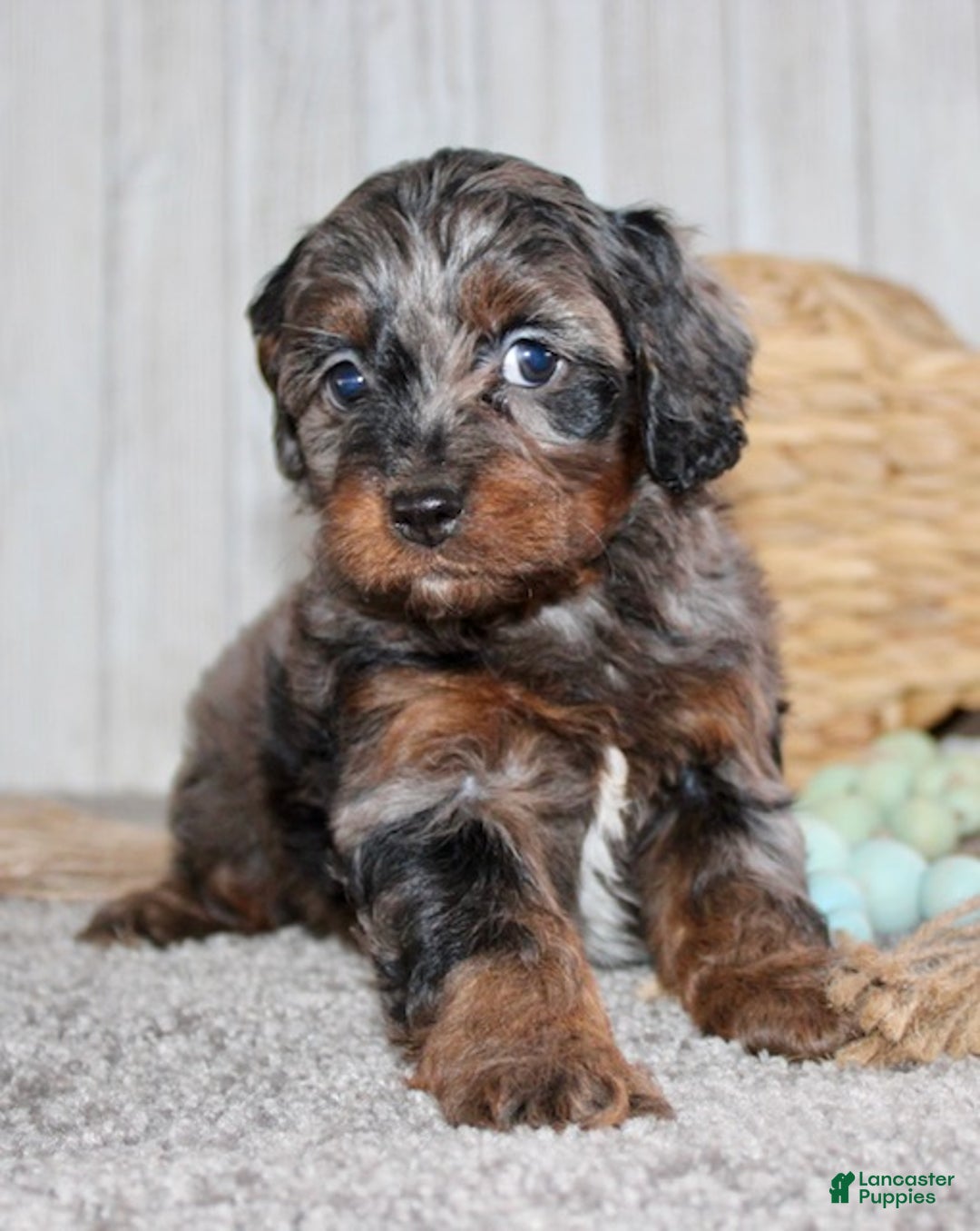 Cockapoo dogs for sale: Cookie - Ad 6