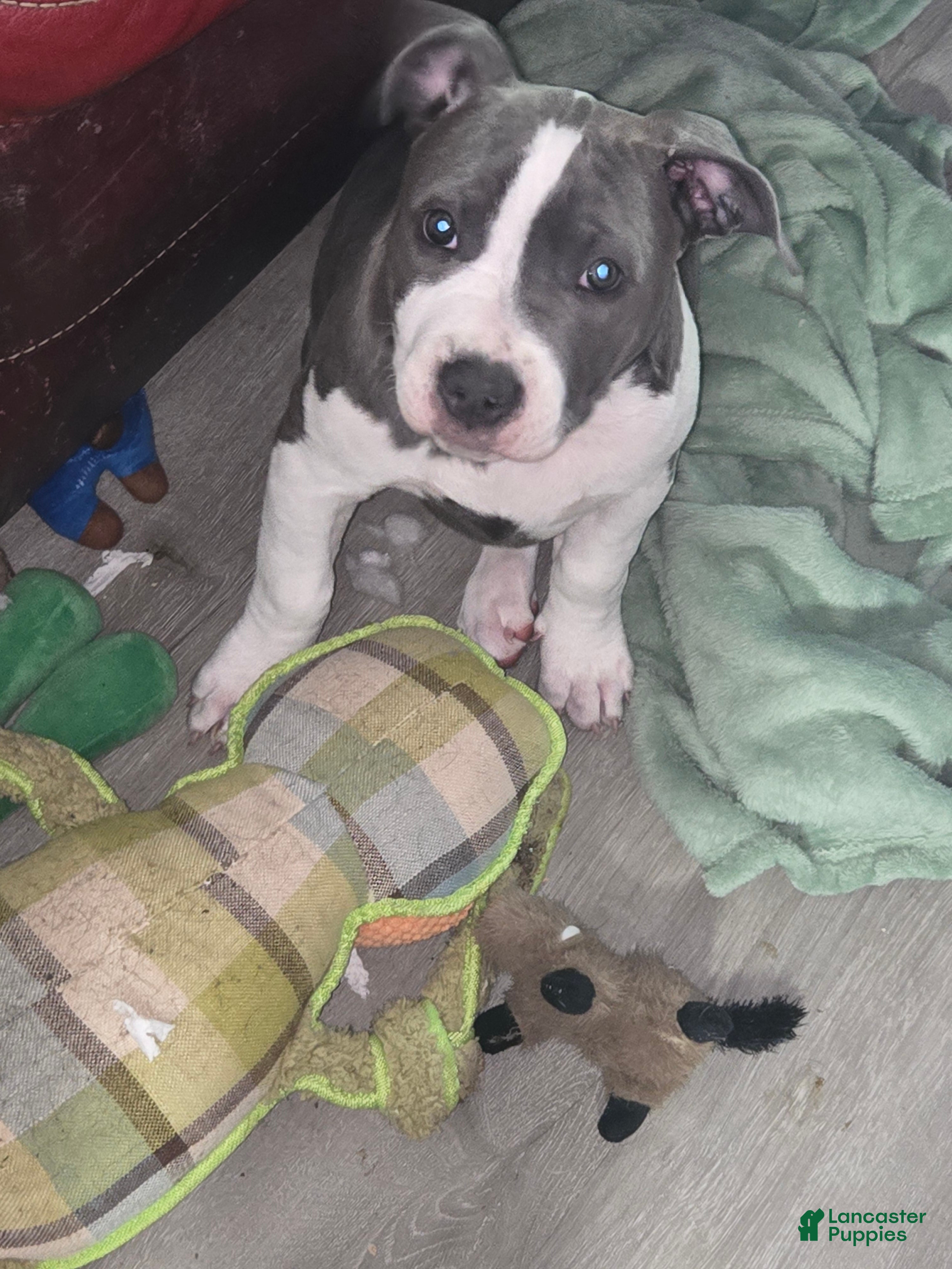 Mixed Breed dogs Lulu - Ad 15