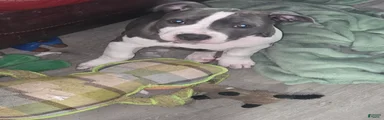 Lulu
