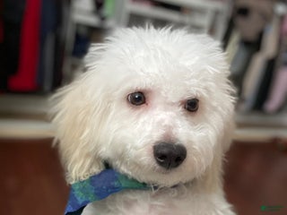 Bichon Frise dogs - Ad 9