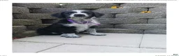 Mixed Breed dogs for sale: Millie - Ad 5