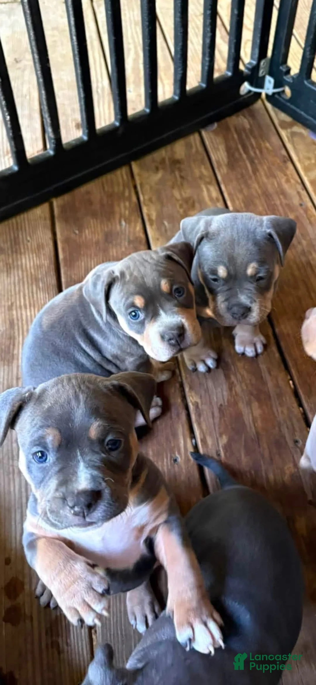 American Bully dogs for sale: American Bully 1 - Ad 1