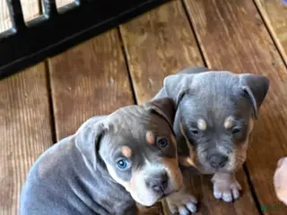 American Bully dogs American Bully 1 - Ad 37