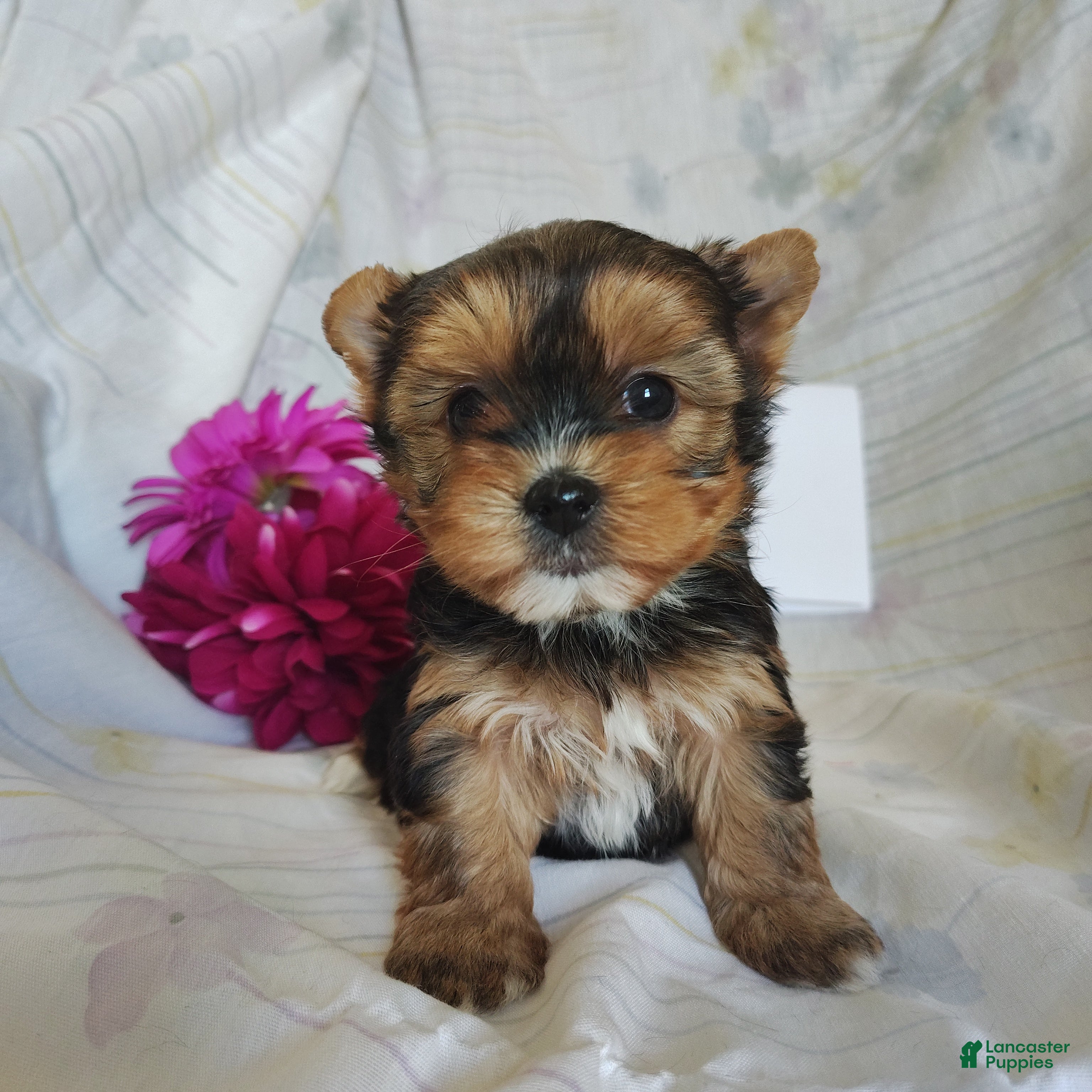 Yorkshire Terrier dogs Penelope - Ad 19