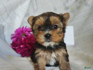 Yorkshire Terrier dogs Penelope - Ad 19