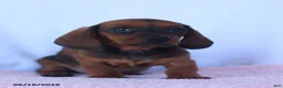Miniature Dachshund dogs for sale: Dale - Ad 4