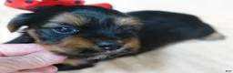 Yorkshire Terrier dogs for sale: Peyton - Ad 4