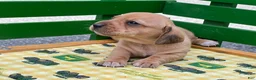 Miniature Dachshund dogs for sale: Shorty - Ad 3