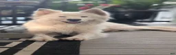 Samoyed dogs for sale: Brady - Ad 5