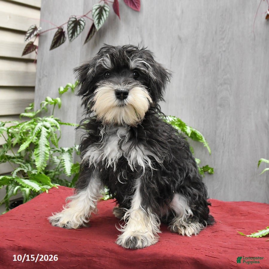 Miniature Schnauzer dogs Pedro - Ad 1