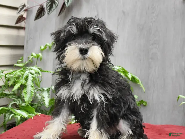 Miniature Schnauzer dogs Pedro - Ad 1