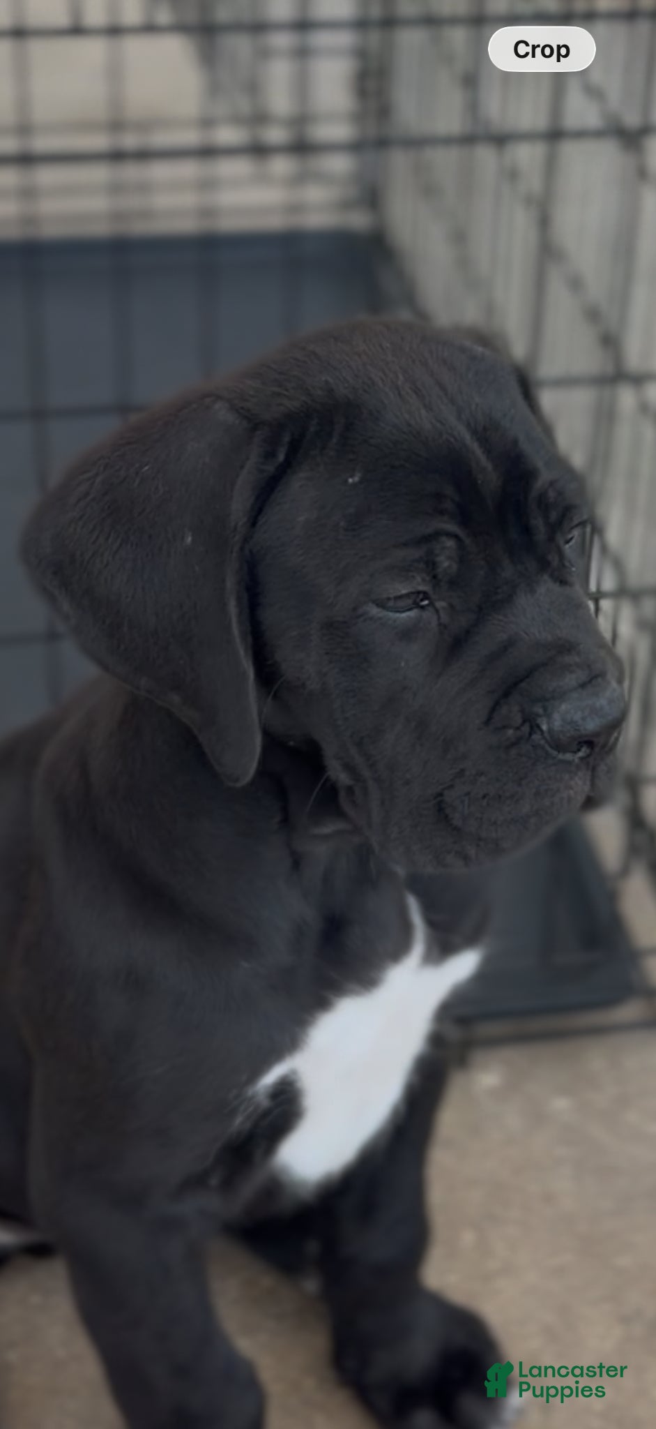 Cane Corso dogs Cane Corso Puppy 3 - Ad 20