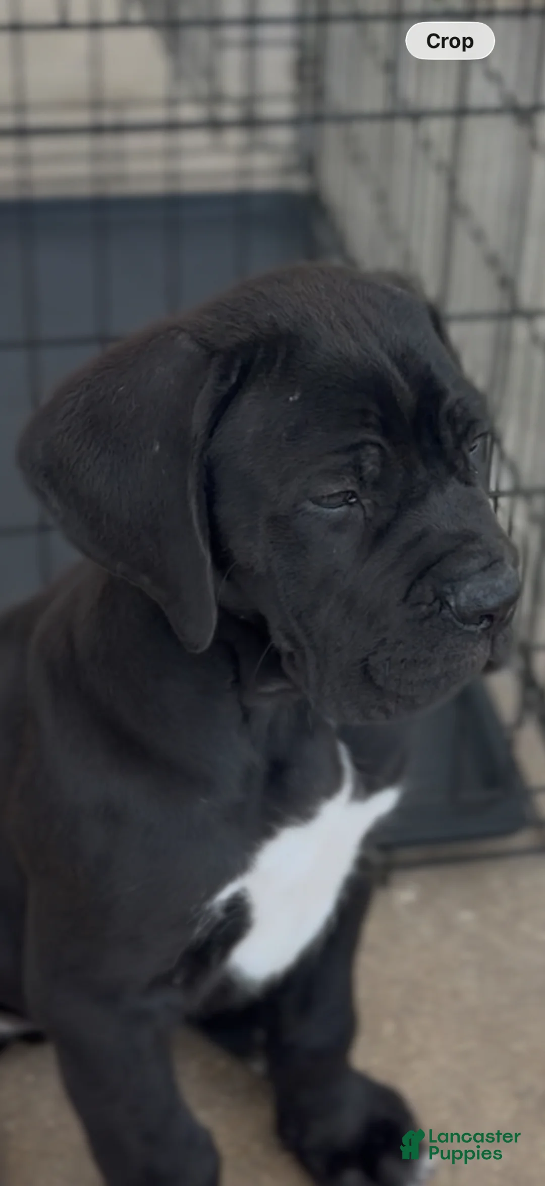 Cane Corso dogs for sale: Cane Corso Puppy 3 - Ad 1