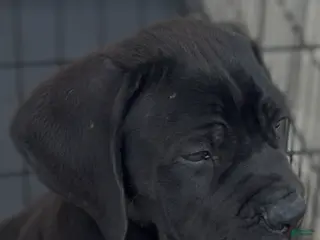 Cane Corso dogs Cane Corso Puppy 3 - Ad 20
