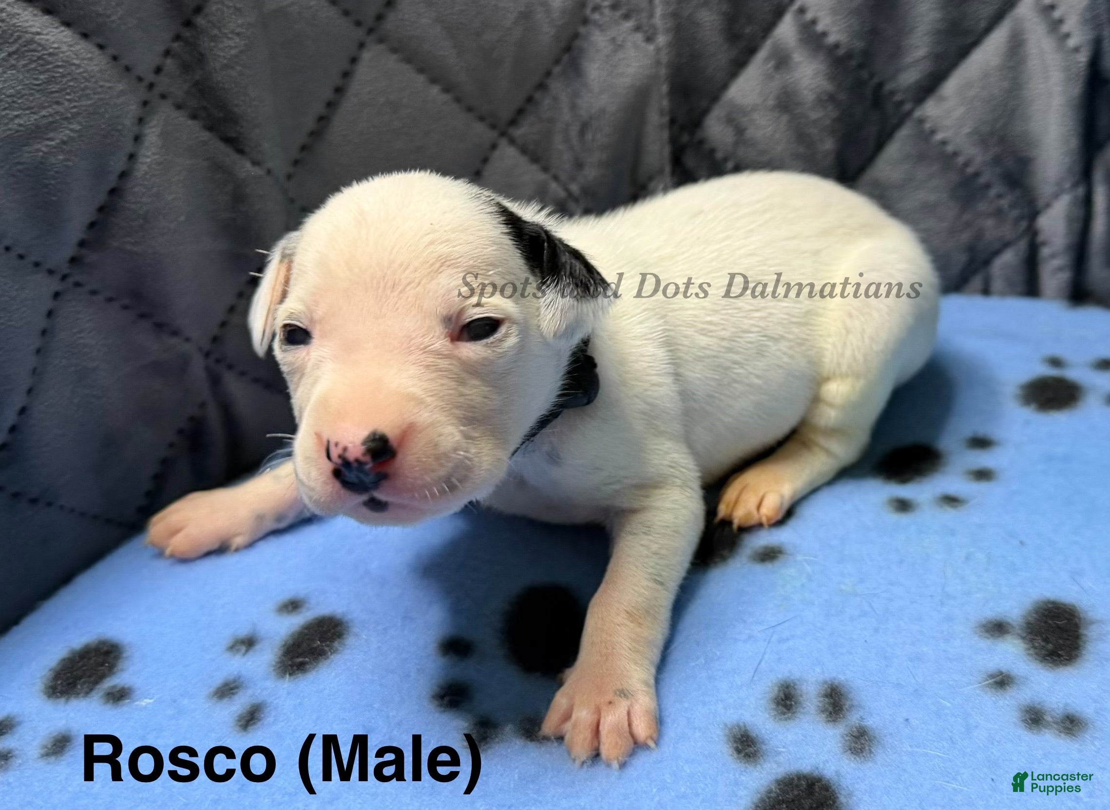 Dalmatian dogs Rosco - Ad 1