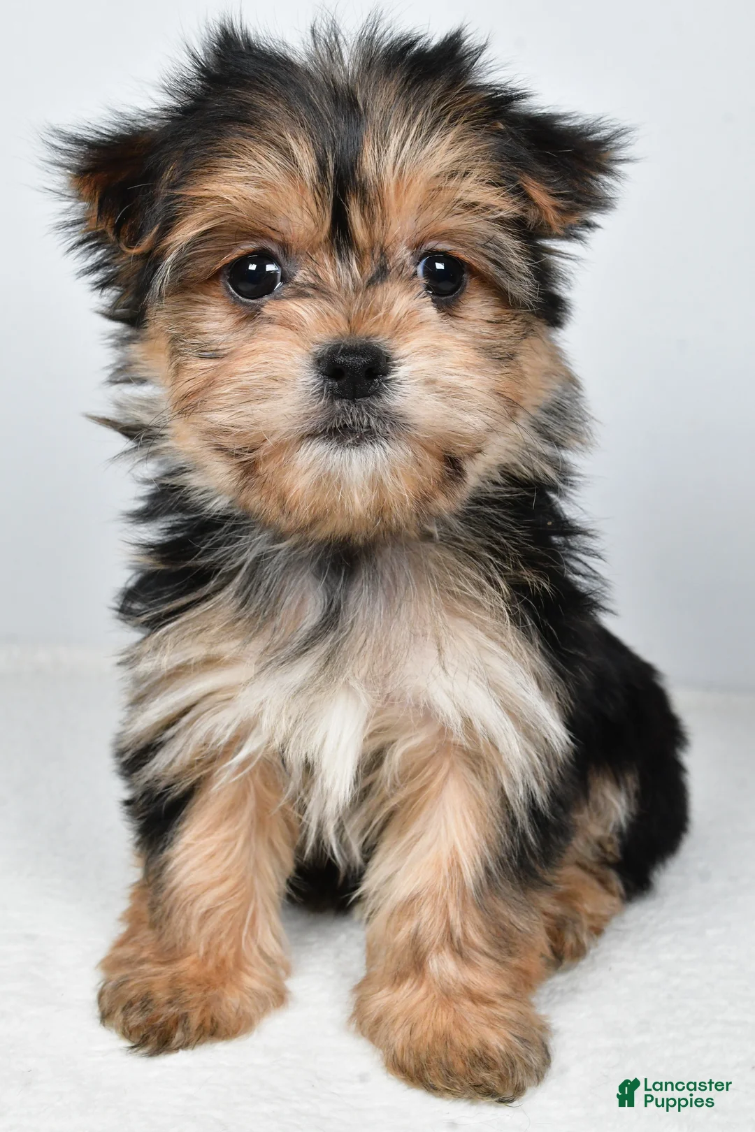 Morkie dogs for sale: Rita - Ad 8