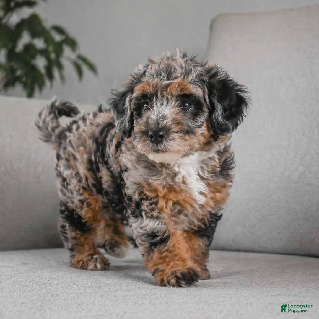Miniature Poodle dogs for sale: MIKE - Ad 1