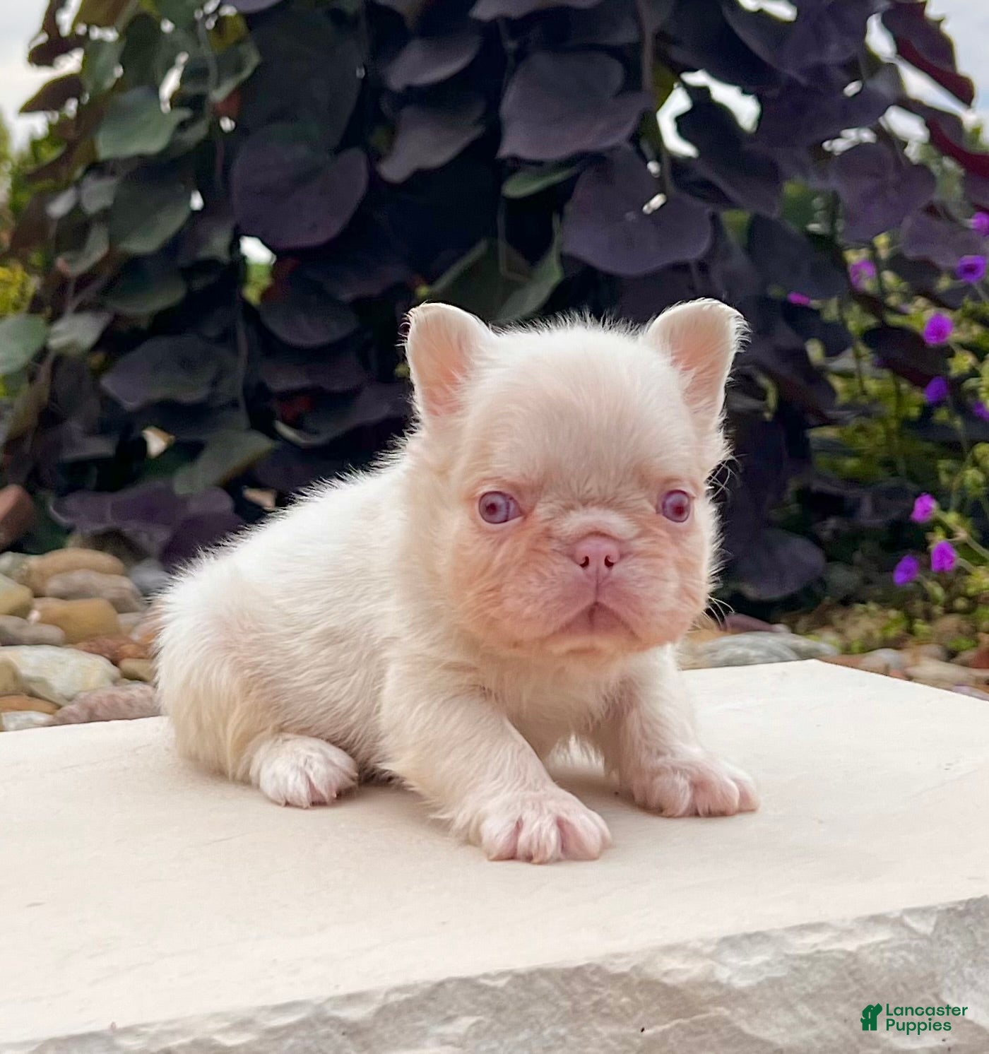 French Bulldog dogs Champ Pink - Ad 1