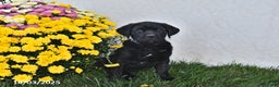 Cane Corso dogs for sale: Brooklyn - Ad 2