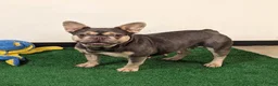 French Bulldog dogs for sale: Benji - Ad 7