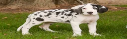 Great Dane dogs for sale: Carmen Great Dane  - Ad 4