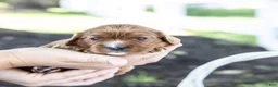 Cavalier King Charles Spaniel dogs for sale: Nutmeg - Ad 7
