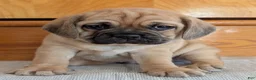 Puggle dogs for sale: Chuck  - Ad 14