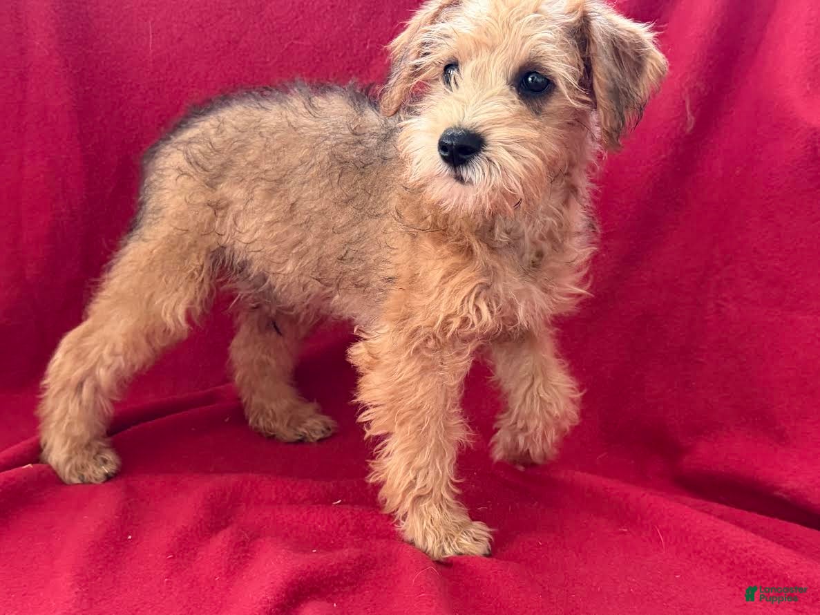 Schnoodle dogs Jacob - Ad 1