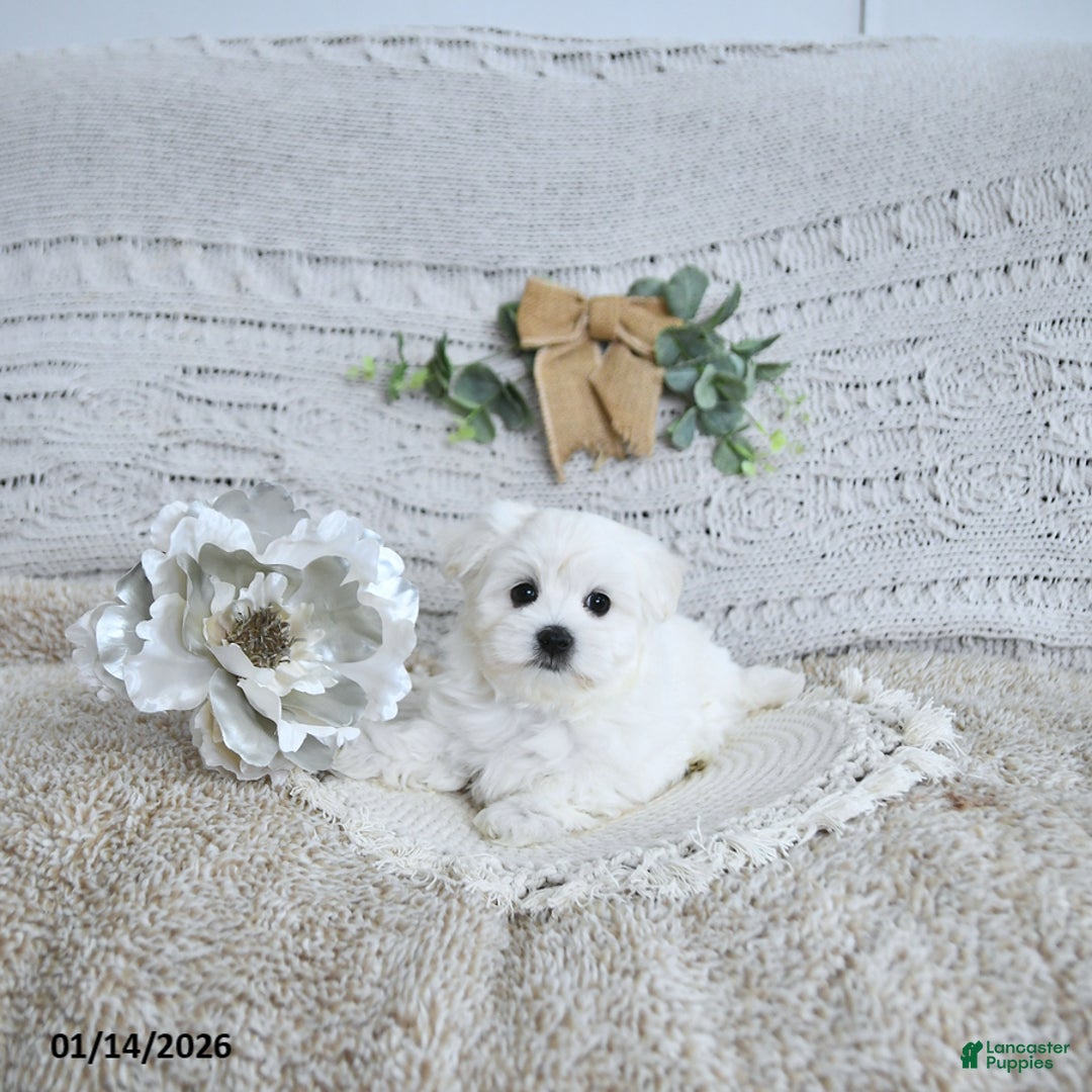 Maltese dogs for sale: Finn EXTRA SMALL - Ad 2
