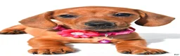Miniature Dachshund dogs for sale: Jenny - Ad 4