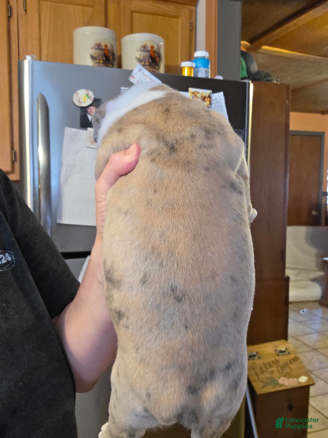 Mixed Breed dogs for sale: OLDE ENGLISH BULLDOG  - Ad 5