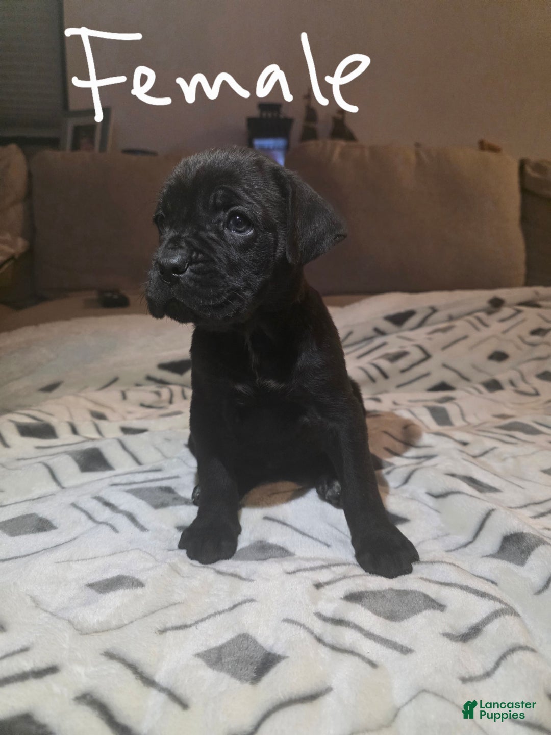 Cane Corso dogs for sale: Cane Corso Puppy 6 - Ad 1