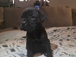 Cane Corso dogs Cane Corso Puppy 6 - Ad 5