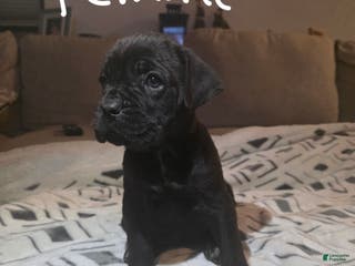 Cane Corso dogs Cane Corso Puppy 6 - Ad 7