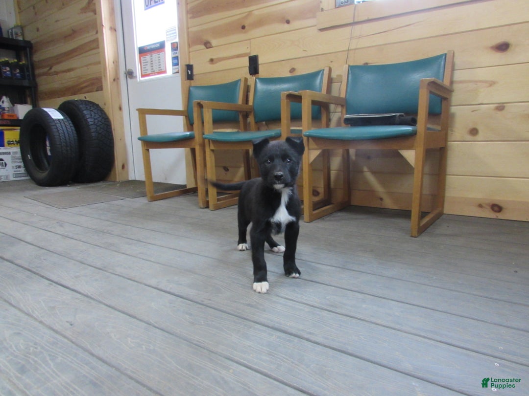 Mixed Breed dogs for sale: Durango - Ad 1