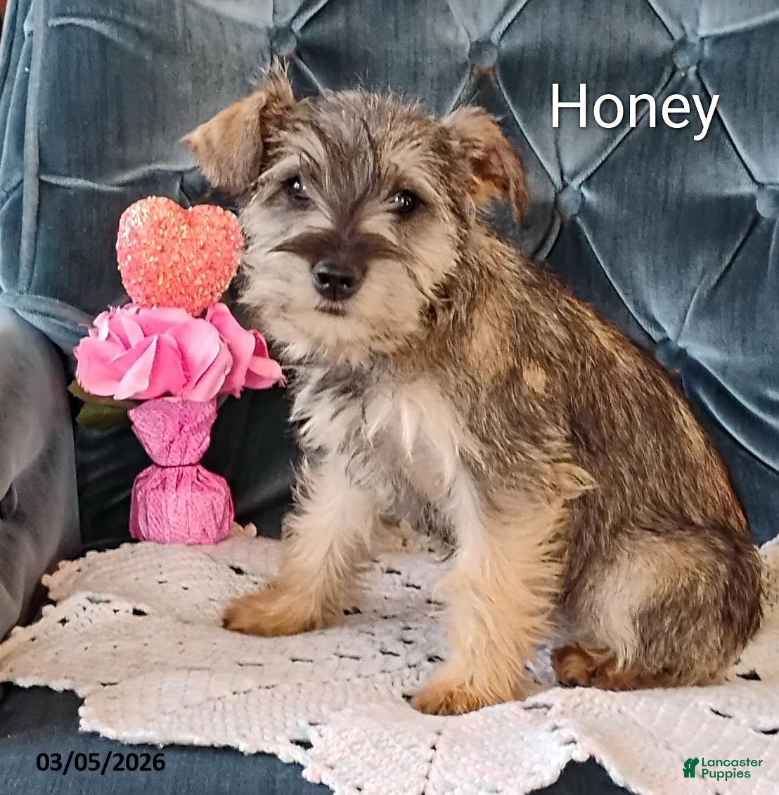 Miniature Schnauzer dogs Honey - Ad 1