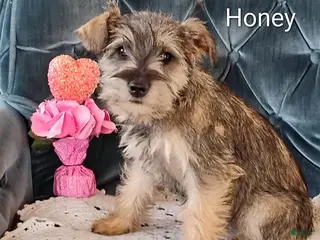 Miniature Schnauzer dogs for sale: Honey - Ad 2