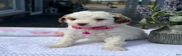 Mini Goldendoodle dogs for sale: Maizy - Ad 2