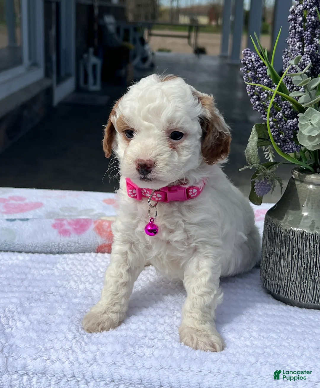 Mini Goldendoodle dogs for sale: Maizy - Ad 2