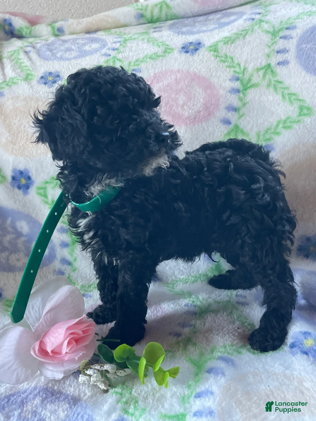Toy Poodle dogs for sale: Cosmo - Ad 4