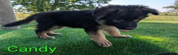 German Shepherd dogs for sale: Candy - Ad 4