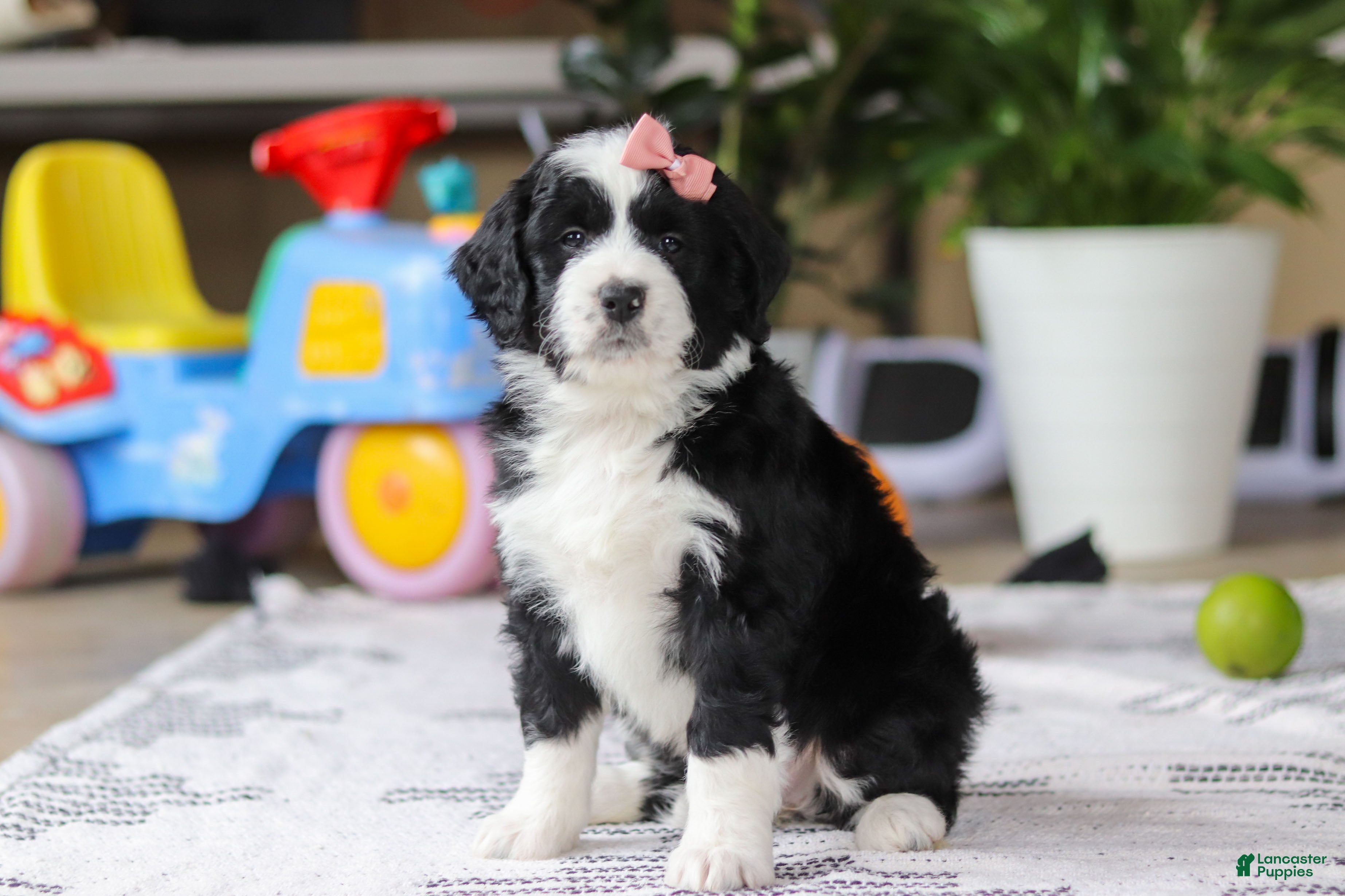 Bernedoodle dogs Kaylee - Ad 36