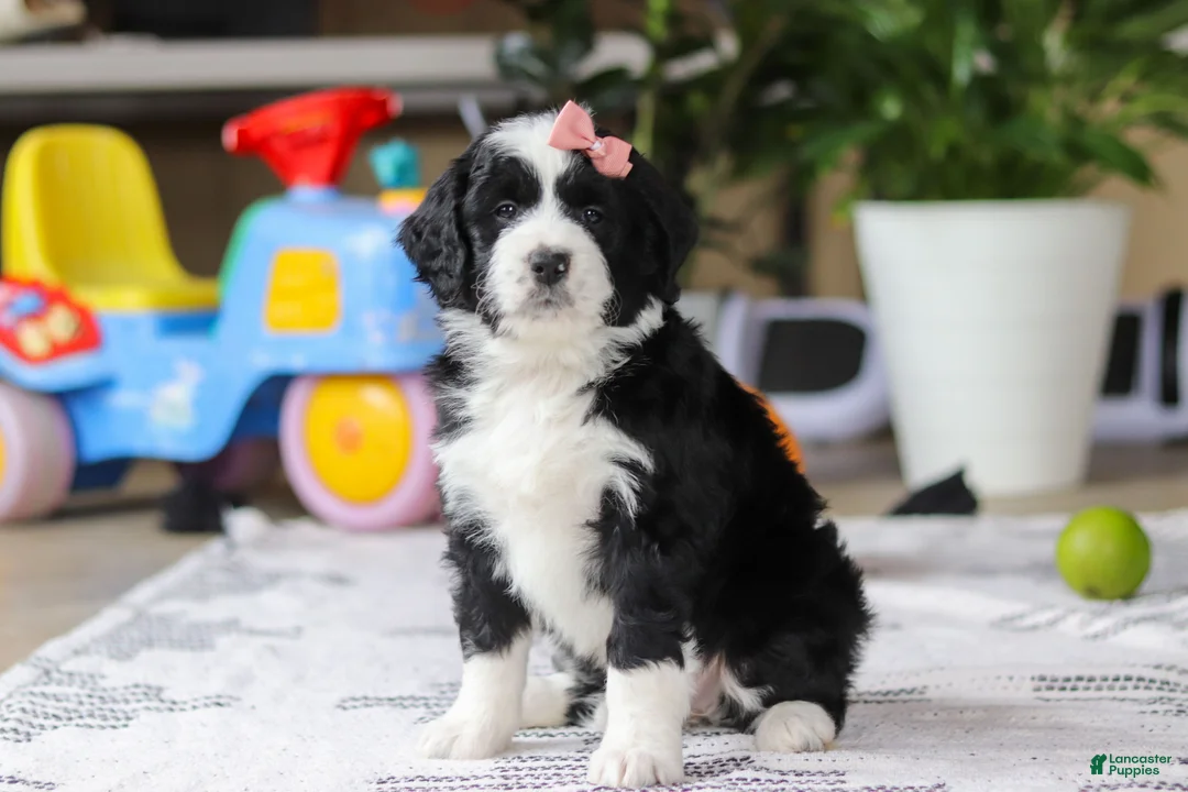 Bernedoodle dogs for sale: Kaylee - Ad 1
