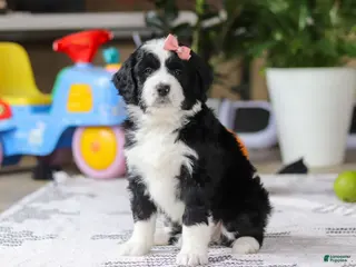 Bernedoodle dogs Kaylee - Ad 36