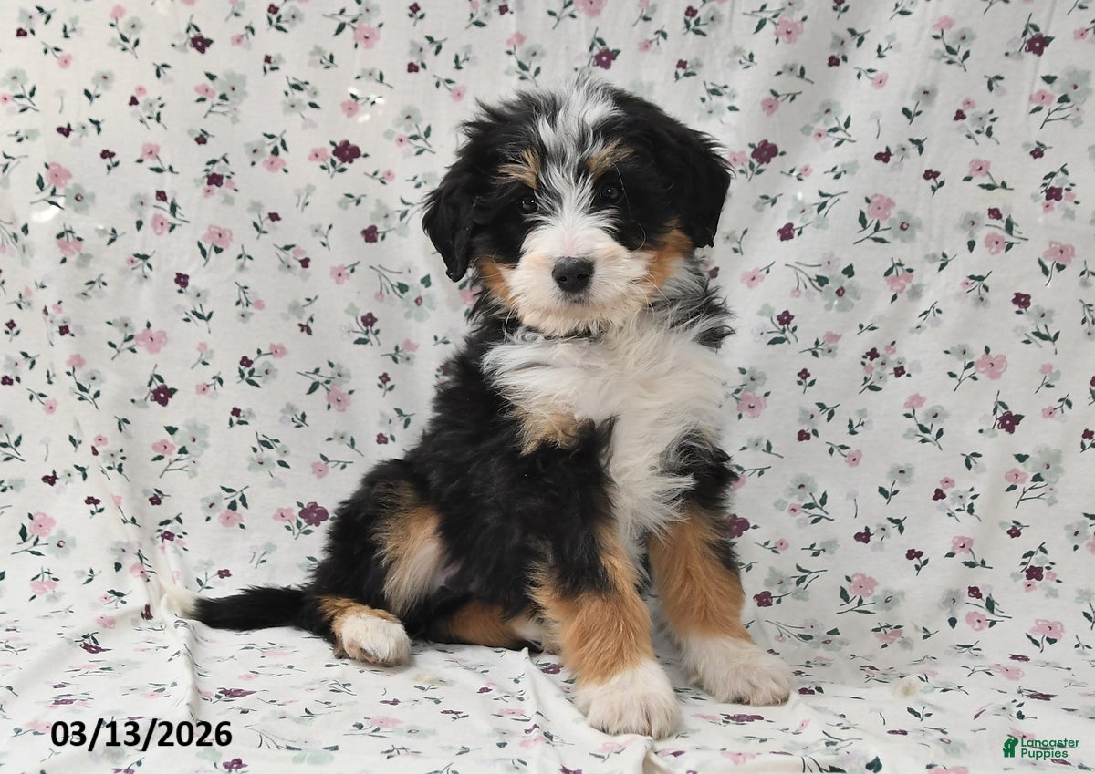 Bernedoodle dogs Boo - Ad 2